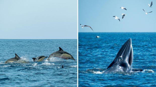 Whale & Dolphin Watching!