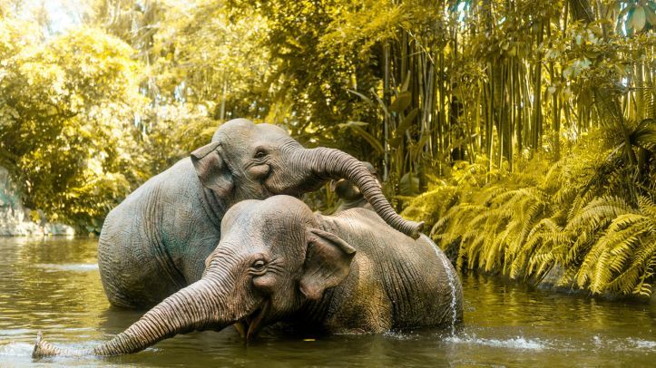 Elephants Jungle Sanctuary