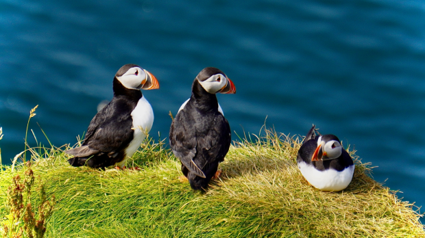 Набљудување Пафини (Puffins)