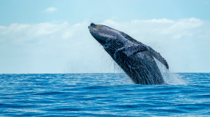 Посматрање китови (Whale Watching)