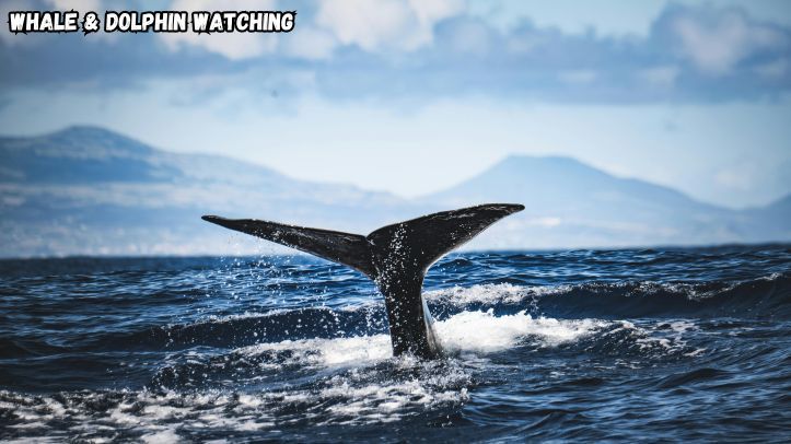 Whale & Dolphin Watching
