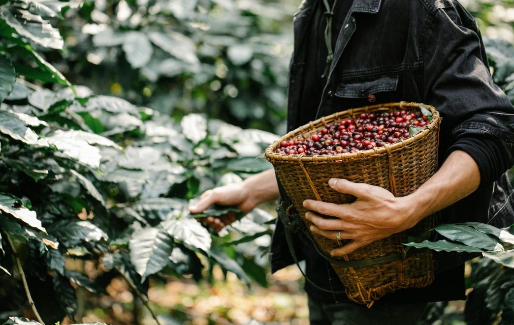 Coffee experience: From plant to cup