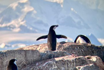Антарктик од Загреб
