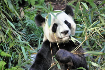 Кина - Ченгду, Сиан, Пекинг, Шангаj